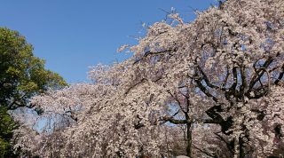 cherry blossoms in Shinjuku Gyoen