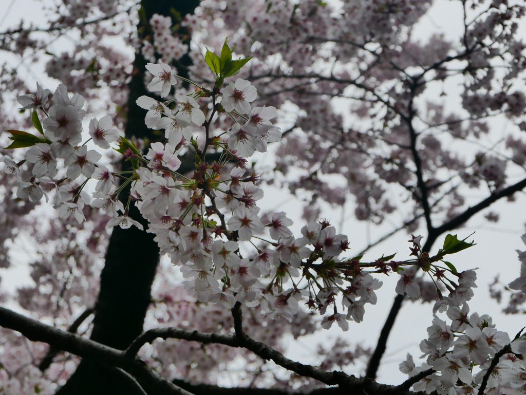 Cherry-Blossom viewing（hanami） | Japanese Daily Life