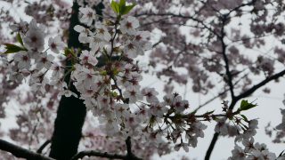 sakura in Ueno