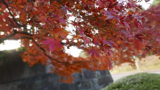 Red autumn leaves of InuiStreet in Imperial Palace