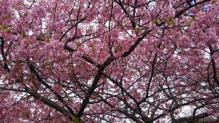 kawazu-sakura, a kind of Japanese cherry blossom